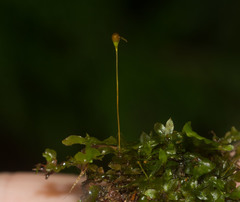 Entosthodon subintegrus