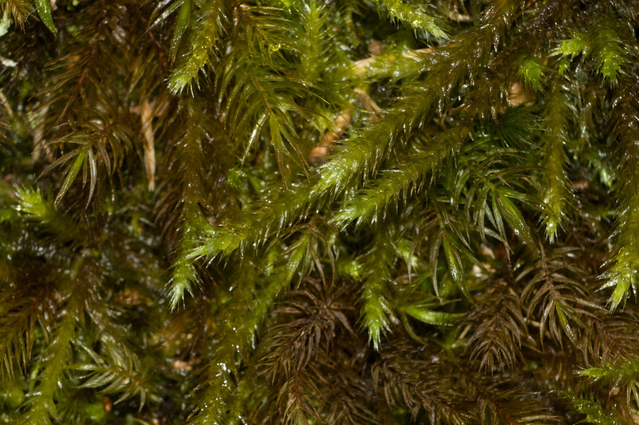 Palamocladium wilkesianum