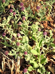 Sphaeranthus indicus