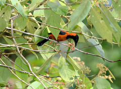 Pitohui dichrous