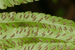 Deparia fenzliana