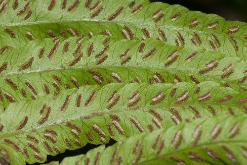 Deparia fenzliana