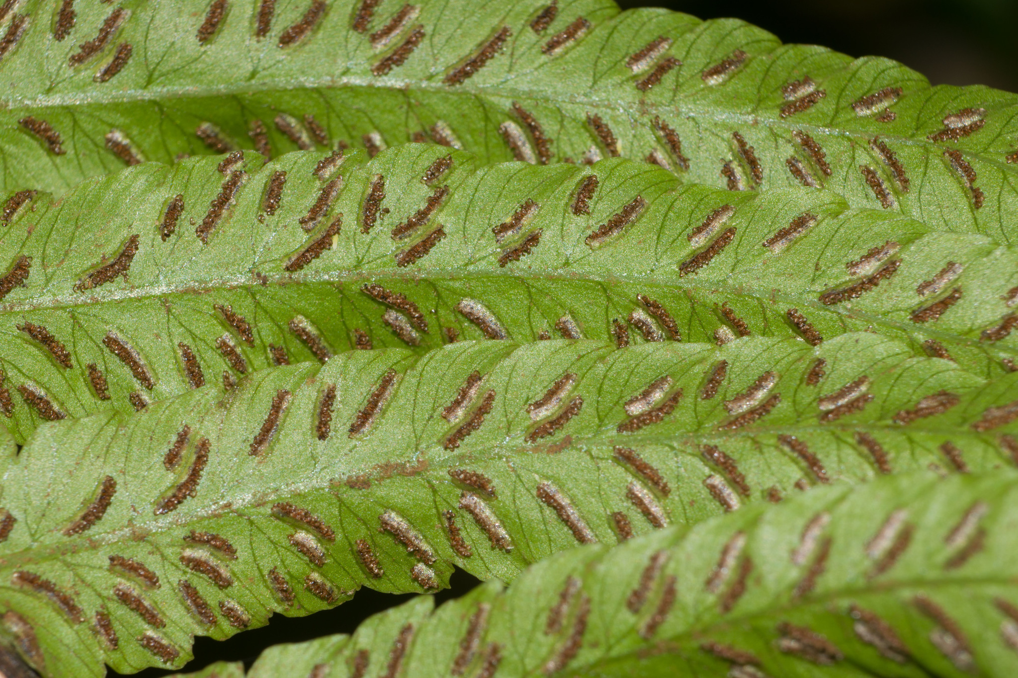 Deparia fenzliana