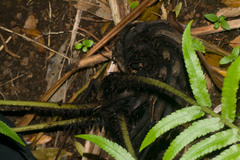 Deparia fenzliana