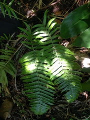 Deparia fenzliana