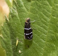 Adela septentrionella