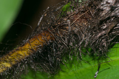 Deparia fenzliana