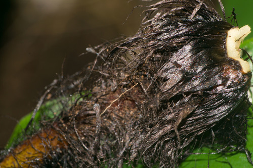 Deparia fenzliana