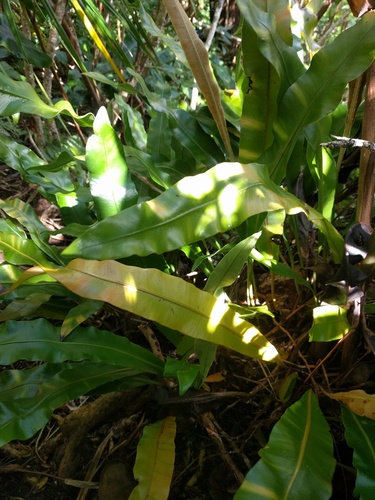 Elaphoglossum aemulum