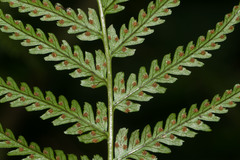 Dryopteris sandwicensis