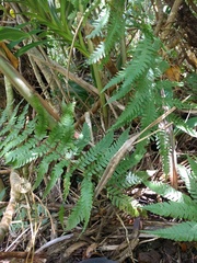 Dryopteris sandwicensis