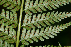 Dryopteris sandwicensis