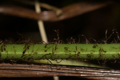 Dryopteris sandwicensis