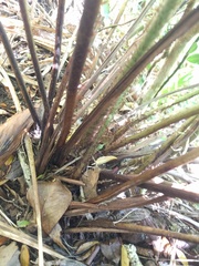Dryopteris sandwicensis