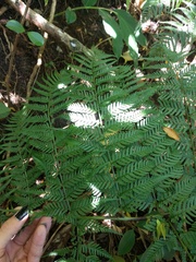 Dryopteris sandwicensis