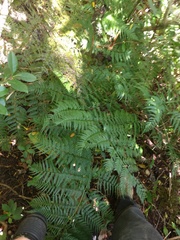Dryopteris sandwicensis