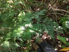 Dryopteris sandwicensis