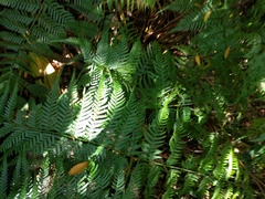 Dryopteris sandwicensis