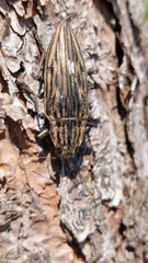 Chalcophora japonica