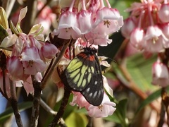 Delias pasithoe