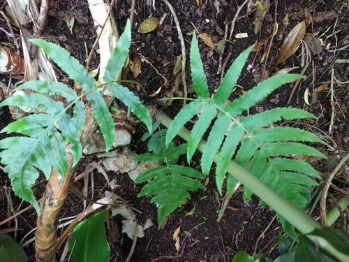 Deparia fenzliana