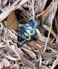Delias pasithoe