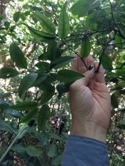 Diospyros sandwicensis
