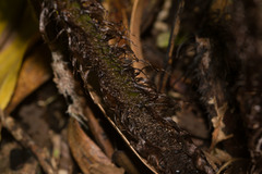 Dryopteris fuscoatra