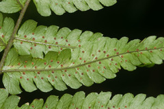 Dryopteris fuscoatra