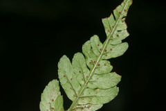 Dryopteris fuscoatra