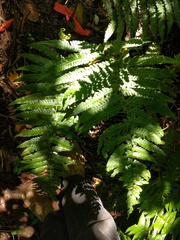 Dryopteris fuscoatra