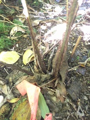 Dryopteris fuscoatra