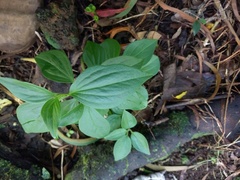 Peperomia membranacea