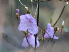 Rhododendron farrerae