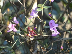 Rhododendron farrerae