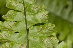 Hymenasplenium unilaterale