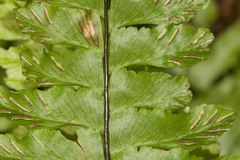 Hymenasplenium unilaterale