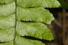 Hymenasplenium unilaterale