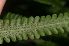 Hymenasplenium unilaterale