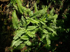 Hymenasplenium unilaterale