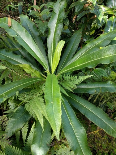lanceleaf cyanea (Cyanea lanceolata)