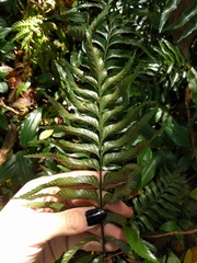 Asplenium kaulfussii