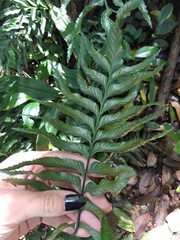 Asplenium kaulfussii