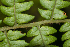 Ctenitis latifrons