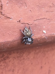 Salticidae