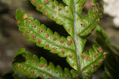 Ctenitis latifrons