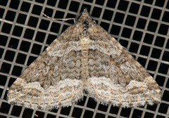Perizoma custodiata