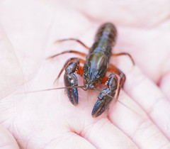 Euastacus woiwuru