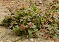 Lamium purpureum