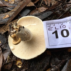 Lactifluus albopicrus